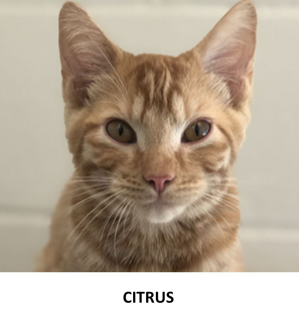 Nonpareil pet pics Citrus 8-1-2020.jpg